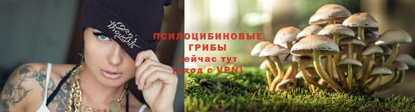 ПСИЛОЦИБИНОВЫЕ ГРИБЫ Новозыбков